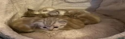 Mixed Breed cats for sale: Litter of white tabby cats  - Advert 6