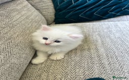 Siberian cats for sale: 😍 Siberian Neva Masquerade kittens 😍 - Image 18
