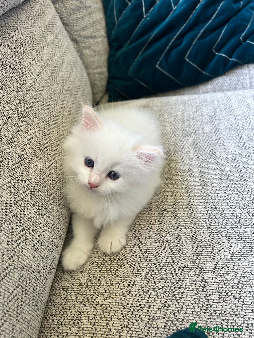 Siberian cats for sale: 😍 Siberian Neva Masquerade kittens 😍 - Image 18