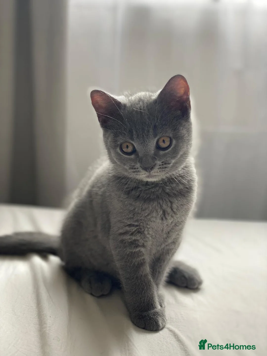 British Shorthair cats for sale: ✨British Shorthair Kittens Ready for Loving Home!✨ - Advert 2
