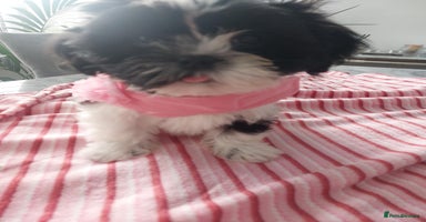 Shih Tzu dogs - Advert 2