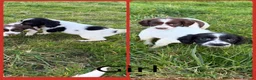 English Springer Spaniel dogs for sale: KC Registered English Springer Spaniel Pups - Advert 36