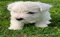 West Highland Terrier dogs for sale: GORGEOUS West Highland puppies - Image 10