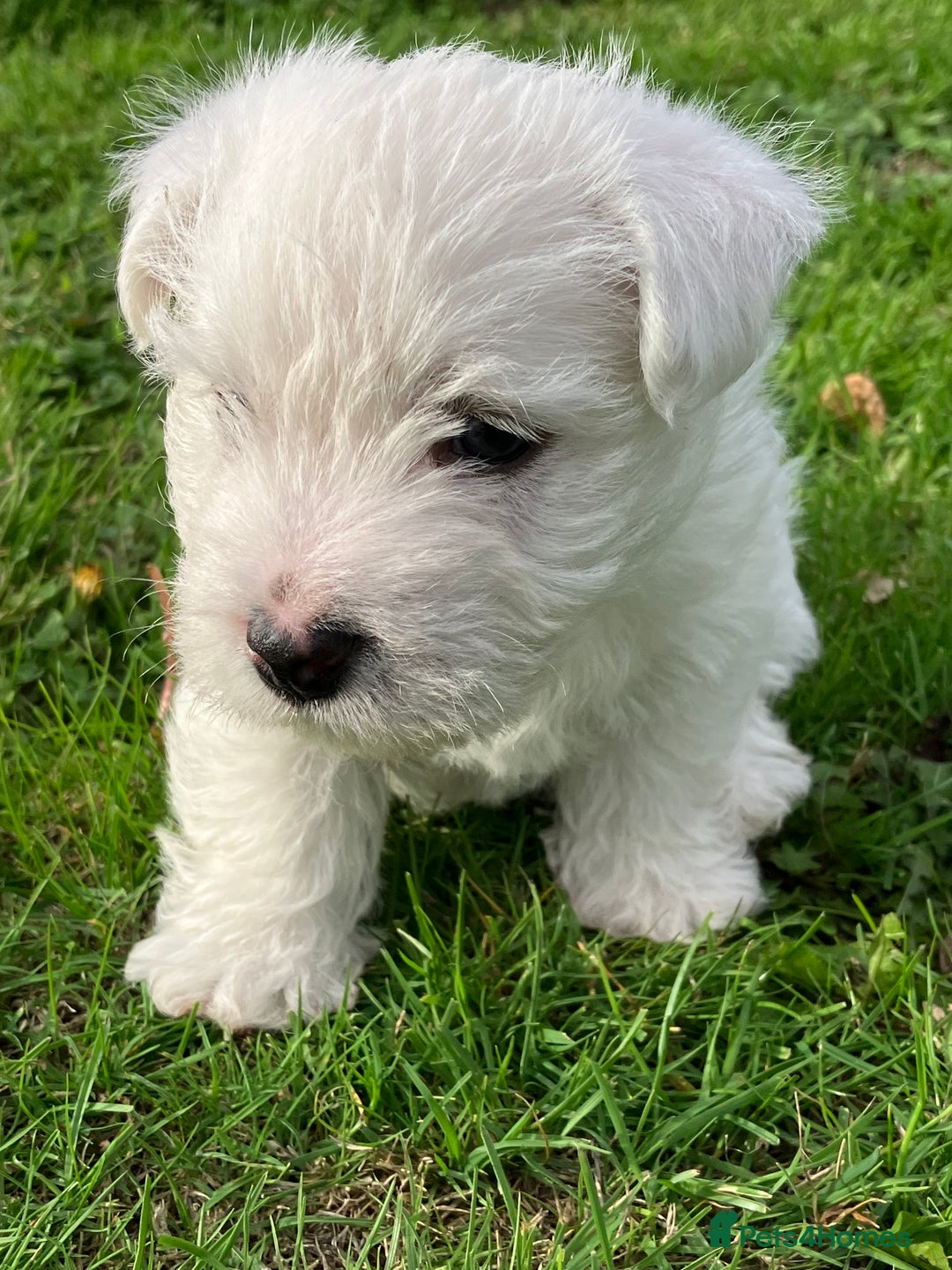 West Highland Terrier dogs for sale: GORGEOUS West Highland puppies - Image 10