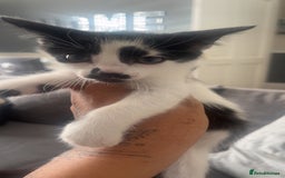 American Shorthair cats for sale: Beautiful kittens  - Image 3