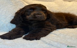 Cocker Spaniel dogs for sale: KC Show Cocker Spaniel boy fully vaccinated  - Image 7