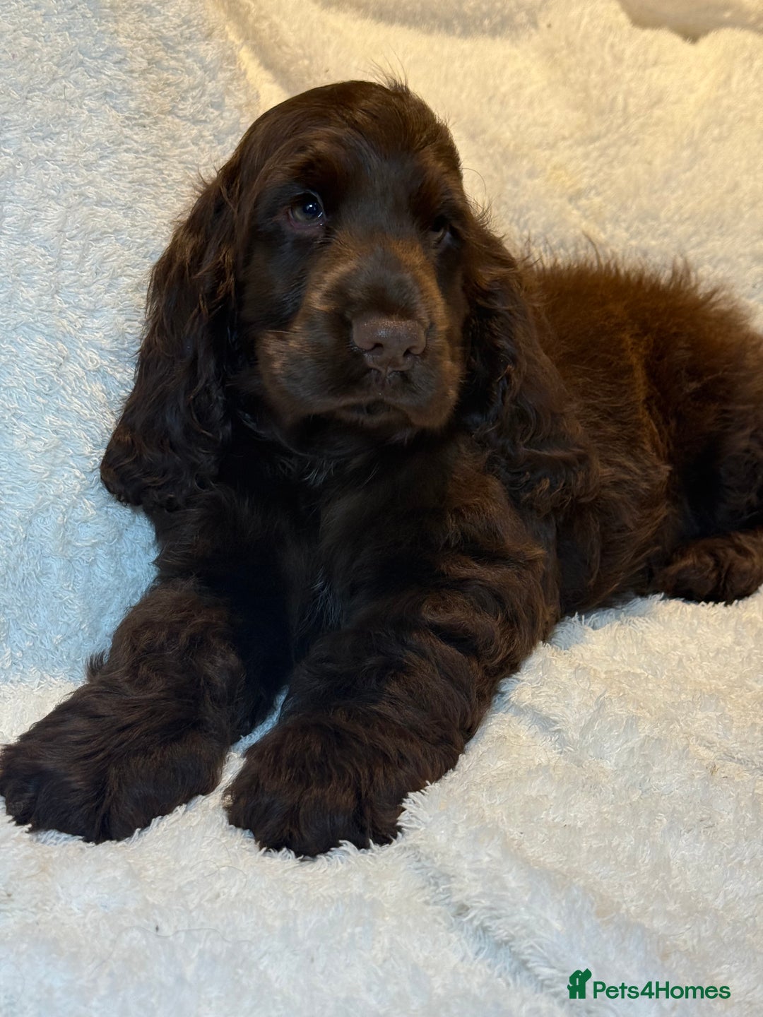 Cocker Spaniel dogs for sale: KC Show Cocker Spaniel boy fully vaccinated  - Image 7