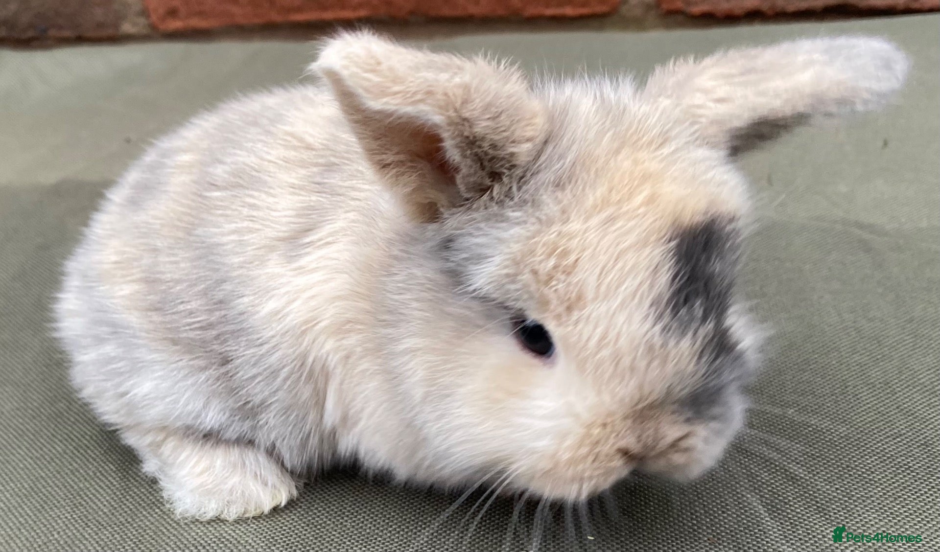 Mini Lop rabbits for sale: STUNNING PURE BRED MINI LOPS MUST SEE - Advert 1