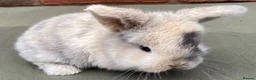Mini Lop rabbits for sale: STUNNING PURE BRED MINI LOPS MUST SEE - Advert 1