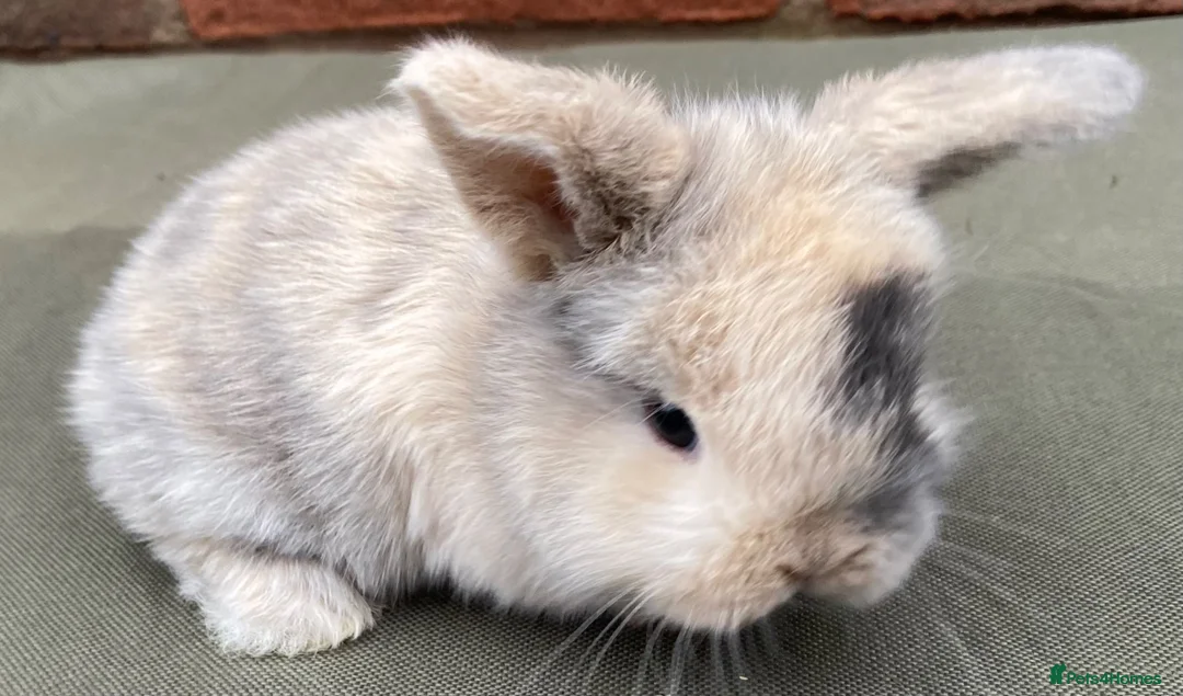 Mini Lop rabbits for sale: STUNNING PURE BRED MINI LOPS MUST SEE - Advert 1