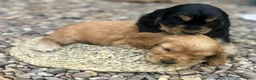 Cocker Spaniel dogs for sale: show type cocker spaniel puppy’s  - Advert 14