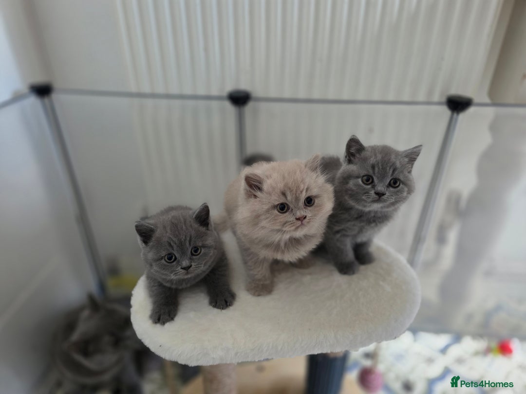 British Shorthair cats for sale: READY Pedigree British shorthair  - Image 12