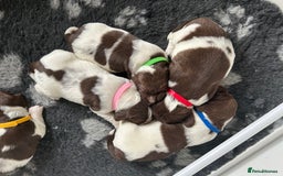English Springer Spaniel dogs for sale: Gorgeous English Springer Spaniel Puppies - Advert 21