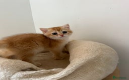 British Shorthair cats for sale: GCCF BSH Last Chocolate Golden Female Kitten Left - Image 31