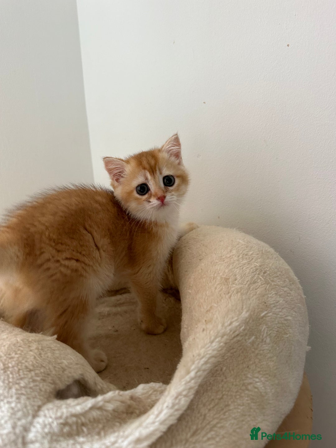 British Shorthair cats for sale: GCCF BSH Last Chocolate Golden Female Kitten Left - Image 31