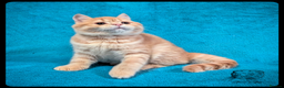 Scottish Fold cats for sale: TICA Registered Scottish kittens - Advert 33