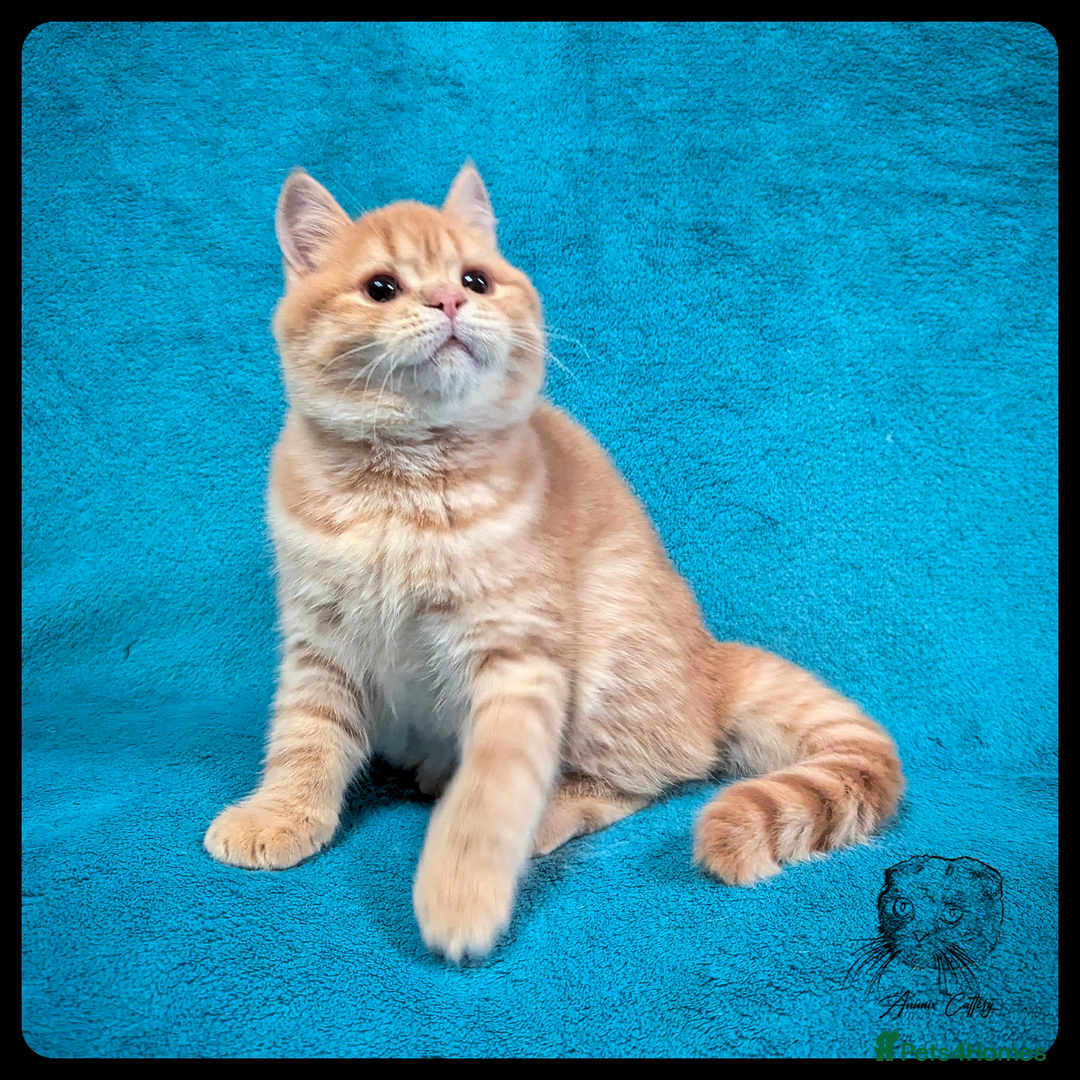 Scottish Fold cats for sale: TICA Registered Scottish kittens - Advert 33