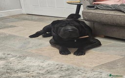 Shar Pei dogs for sale: Beautiful Female shar pei  - Image 5