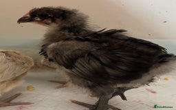 Chickens poultry for sale: Orpington chicks for new homes - Image 2