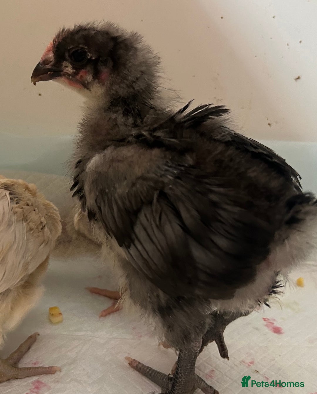 Chickens poultry for sale: Orpington chicks for new homes - Image 2