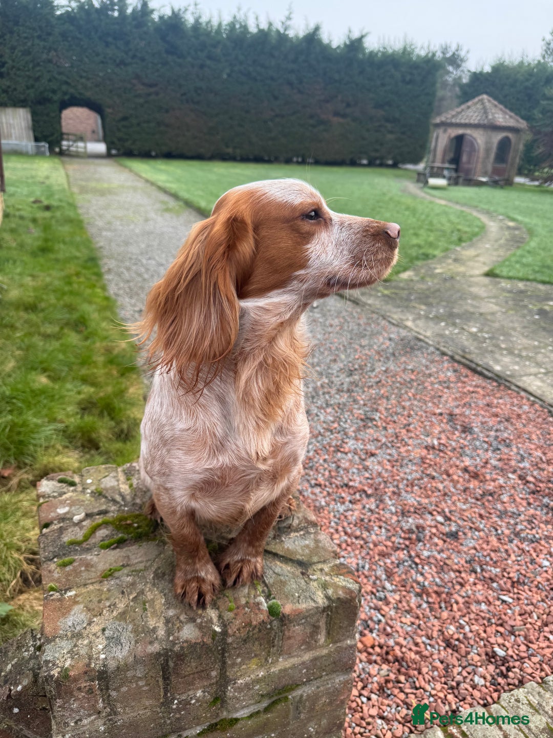 Cocker Spaniel dogs for stud: Working cocker spaniel for stud  - Advert 3