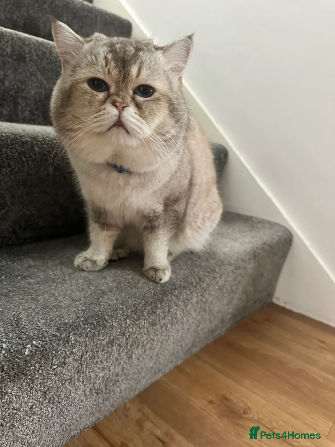 British Shorthair cats for stud: Our Teddy  - Advert 6