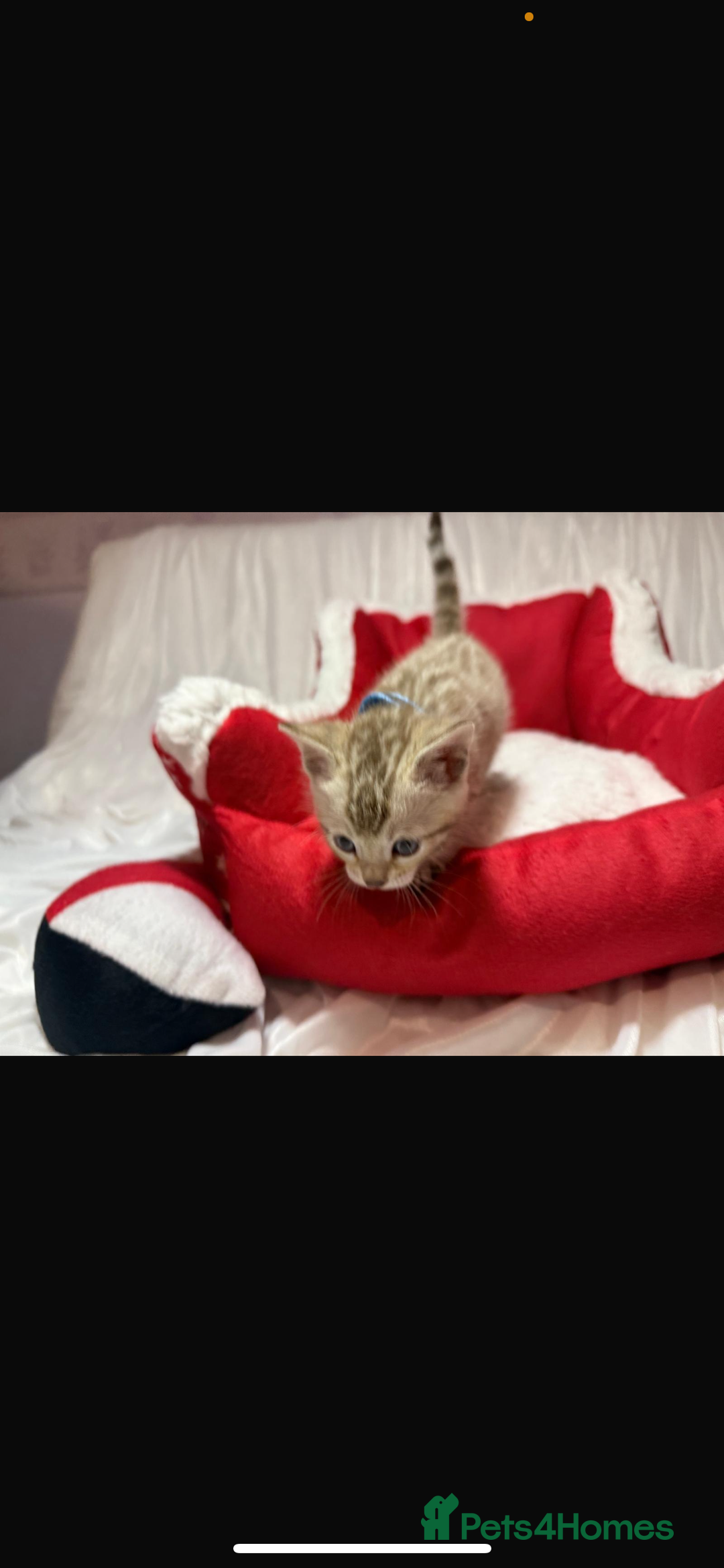 Bengal cats for sale: 🐆Bella's Bengals🐆 - Advert 29