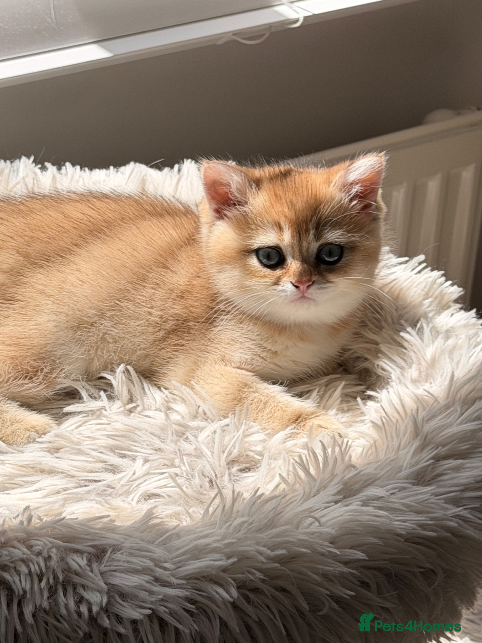 British Shorthair cats Exception quality,Champion bloodlines GCCF/TICA  - Advert 1