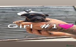 Patterdale Terrier dogs for sale: Patterdale terrier puppies for sale  - Image 1