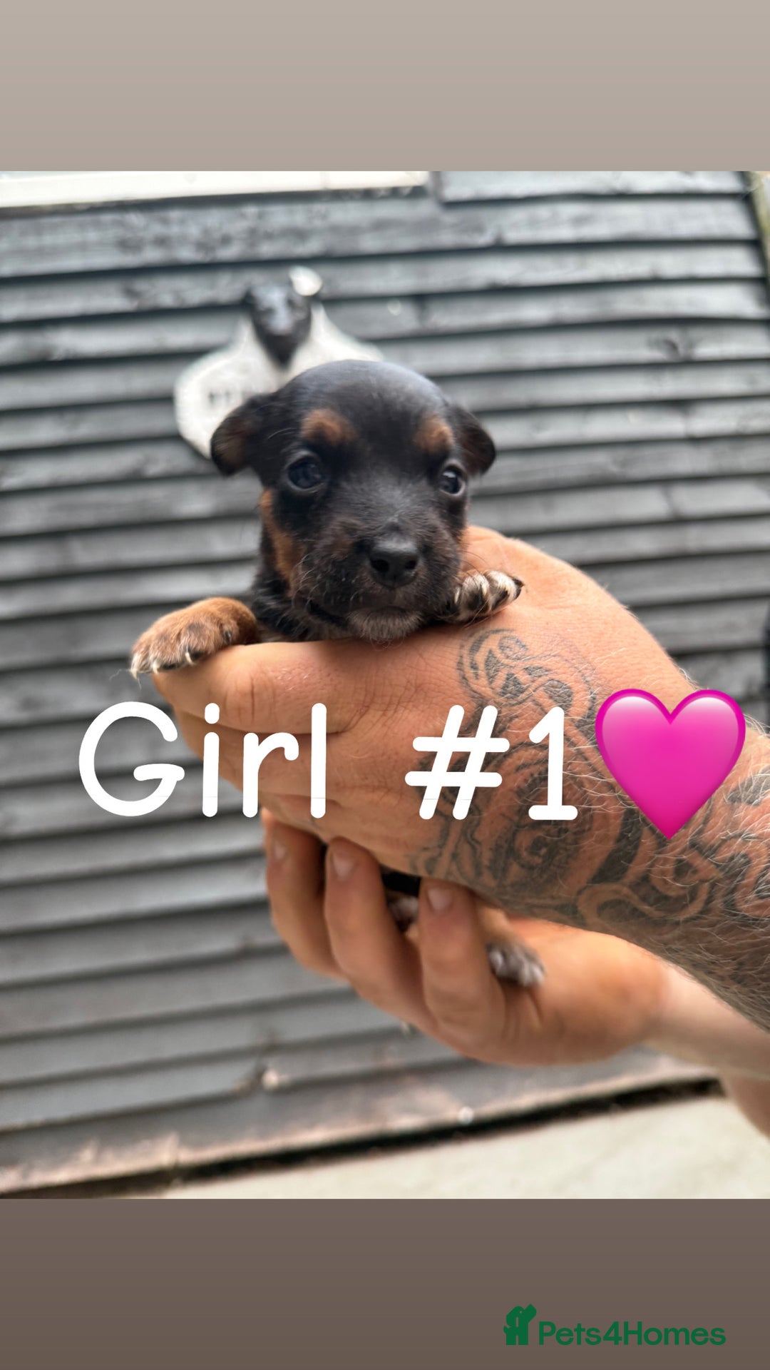 Patterdale Terrier dogs for sale: Patterdale terrier puppies for sale  - Image 1