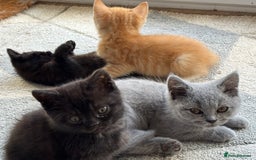 Mixed Breed cats for sale: Litter of mixed breed with British blue father  - Image 16