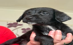Mixed Breed dogs for sale: Springer x Labrador x German shepherd  - Image 3
