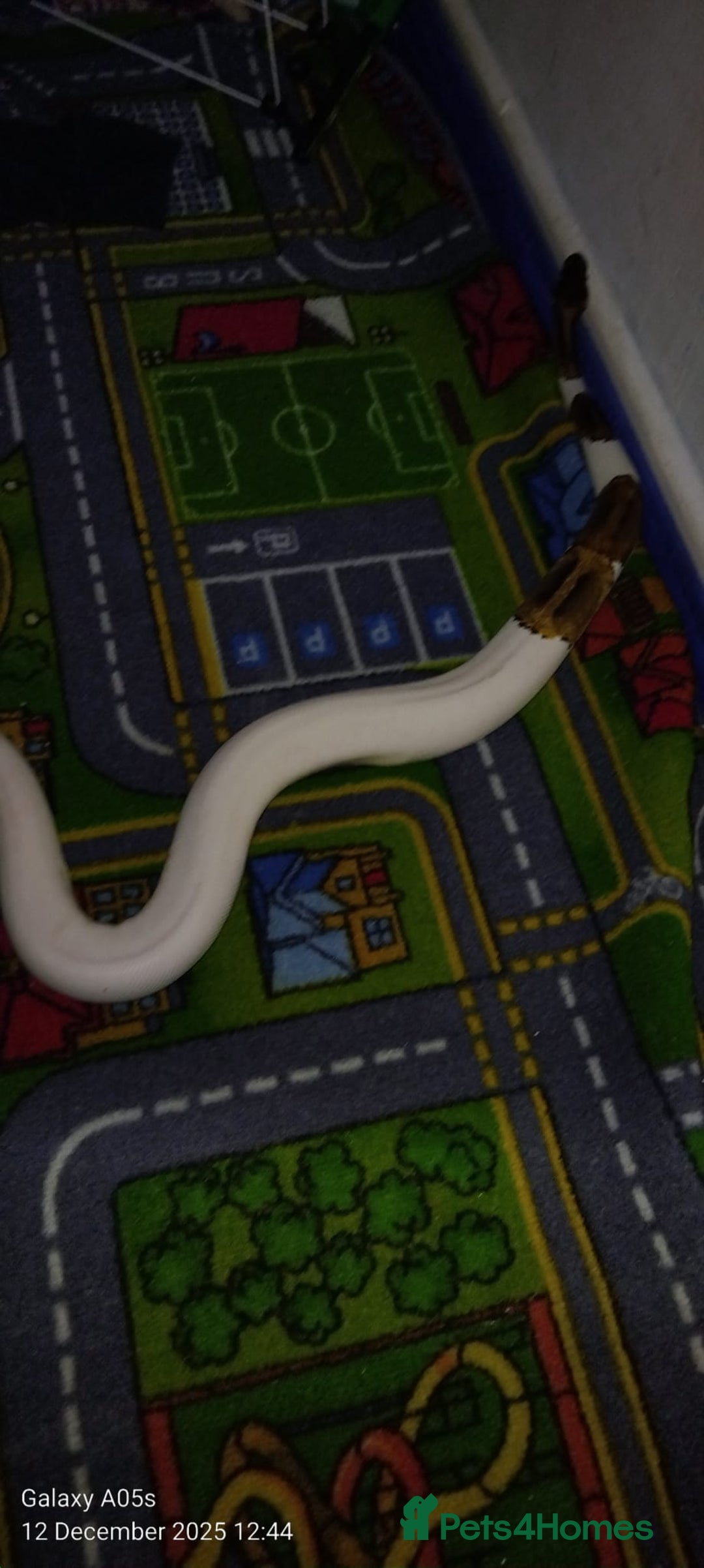 Python Snake reptiles for sale: Ball python  - Advert 5