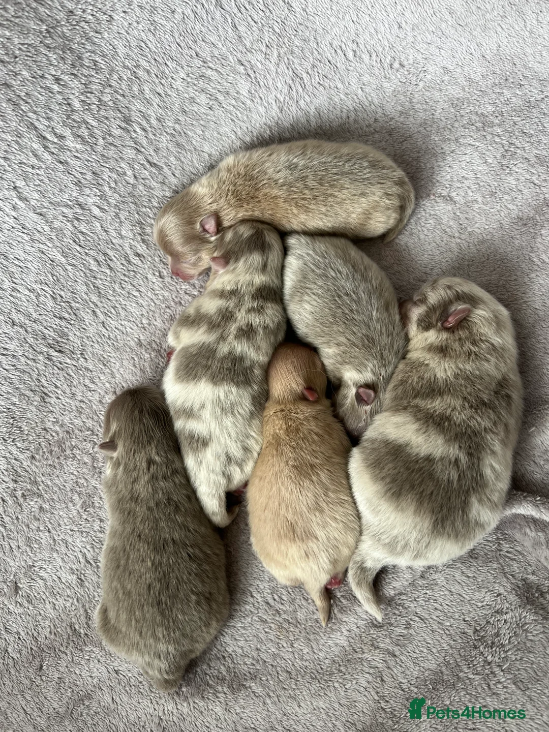 Pomeranian dogs for stud: Solid Lilac Tiny 1.8kg Stud Dog DNA health tested in Rotherham - Advert 19