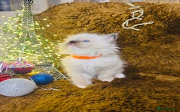 Ragdoll cats for sale: GCCF Pure Ragdoll Seal/Blue Point Lynx Mitted - Advert 14