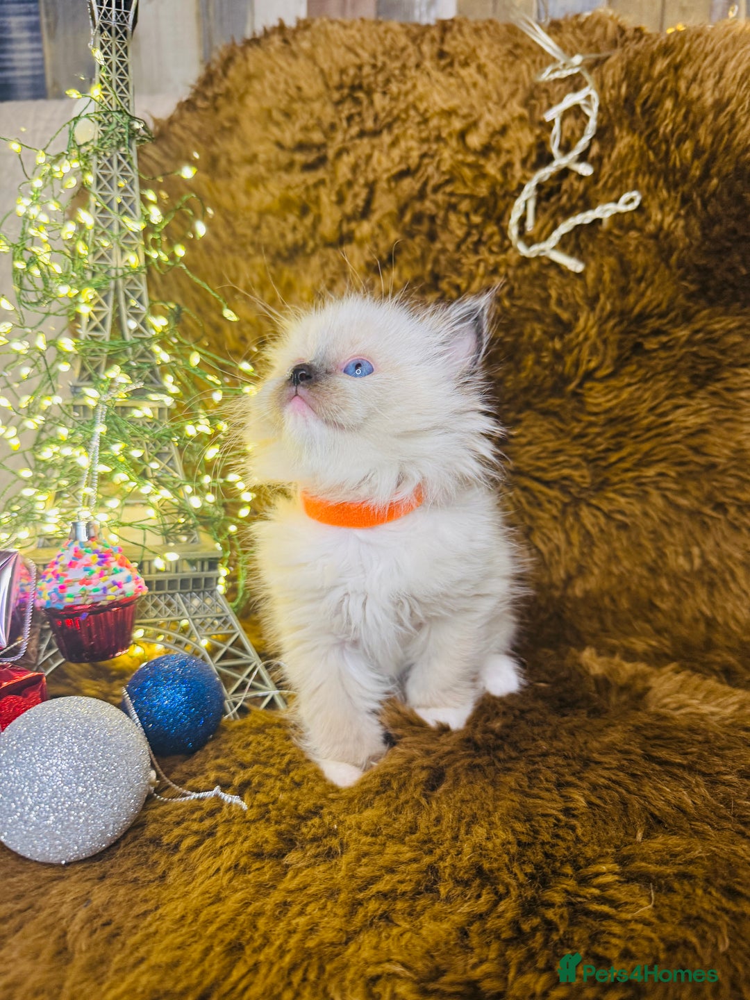 Ragdoll cats for sale: GCCF Pure Ragdoll Seal/Blue Point Lynx Mitted - Advert 14