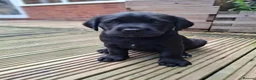 Labrador Retriever dogs for sale: 4 beautiful labrador puppies 1 dog ,3 bitches - Advert 6