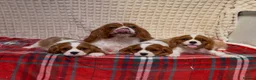 Cavalier King Charles Spaniel dogs for sale: STUNNING CAVALIER KING CHARLES BOYS  - Advert 9