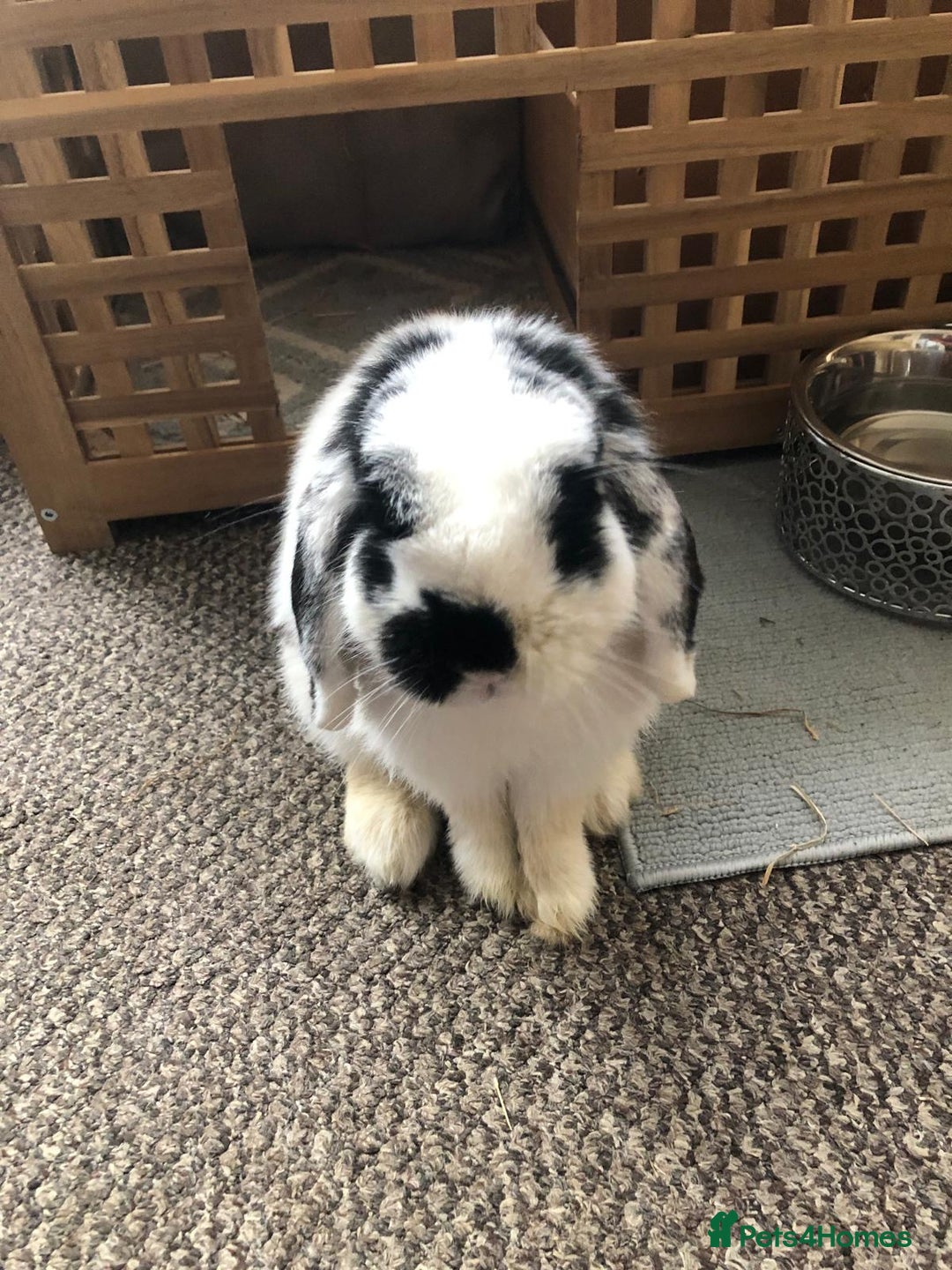 Mini Lop rabbits for sale: Mini Lop Rabbit  - Image 2