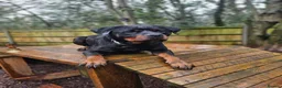 Rottweiler dogs for sale: Loyal Rottweiler Looking for Her Forever Home - Advert 4