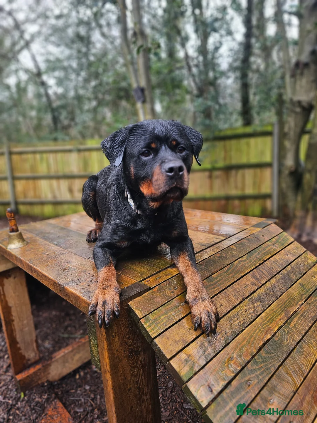 Rottweiler dogs for sale: Loyal Rottweiler Looking for Her Forever Home - Advert 4