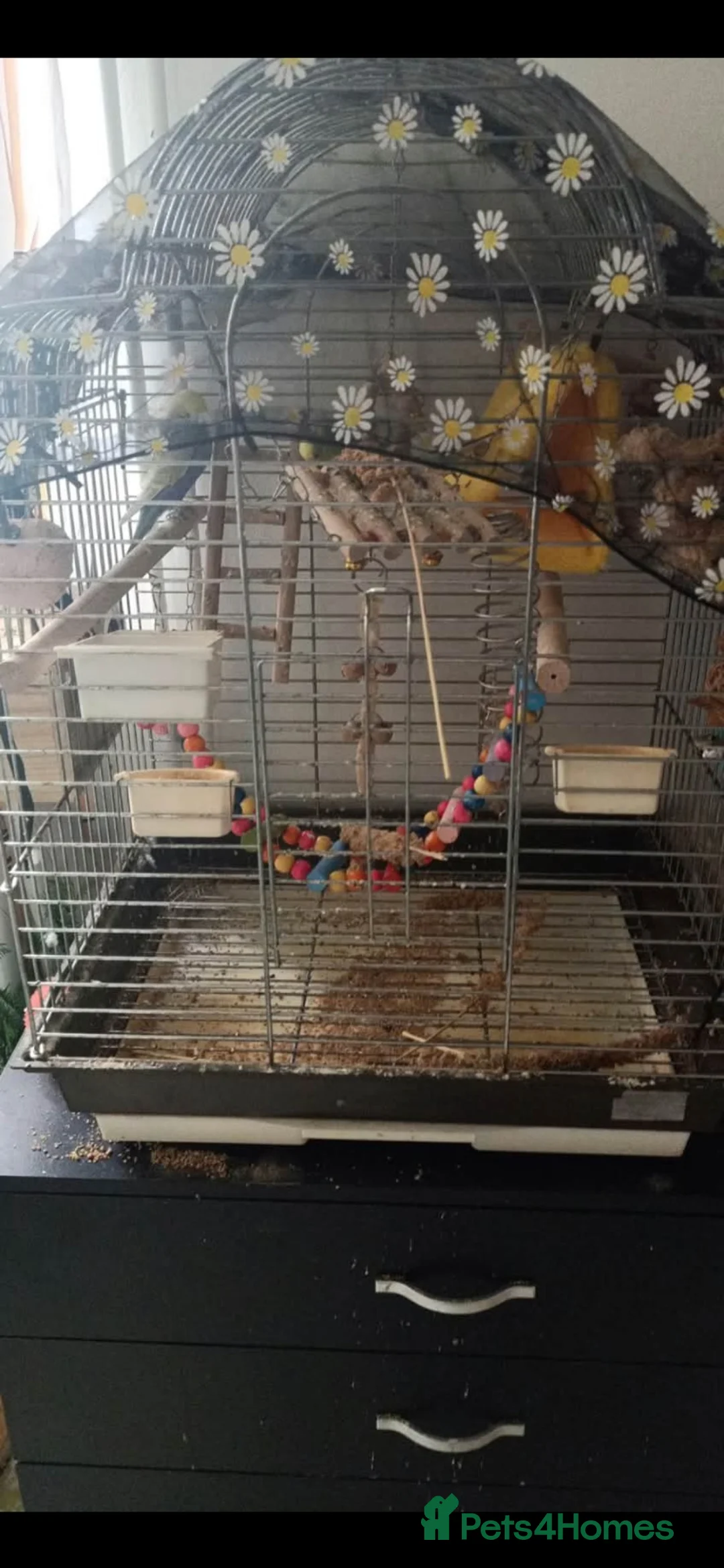 Budgerigars birds for sale: Parrots in Wisbech - Advert 2
