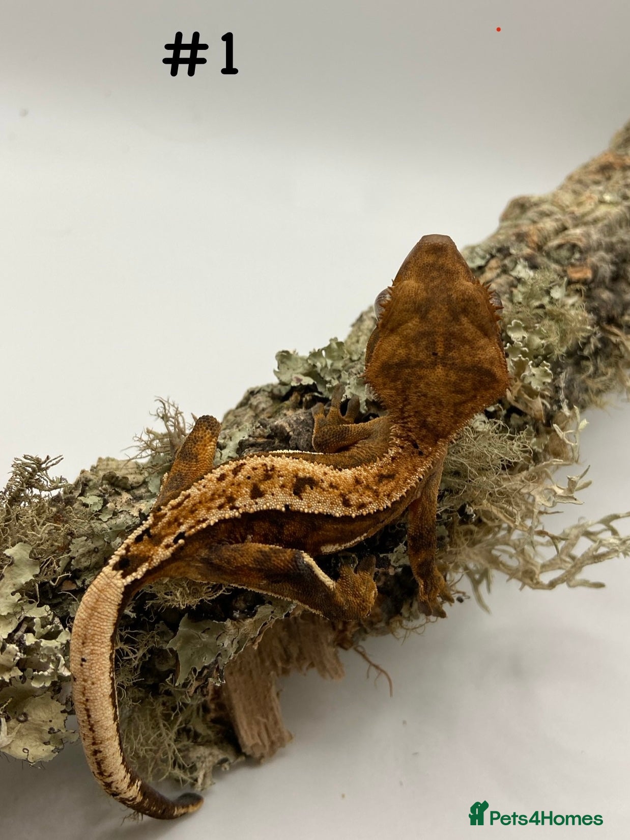 Gecko reptiles Adult and Juvenile Crested Geckos - Advert 3