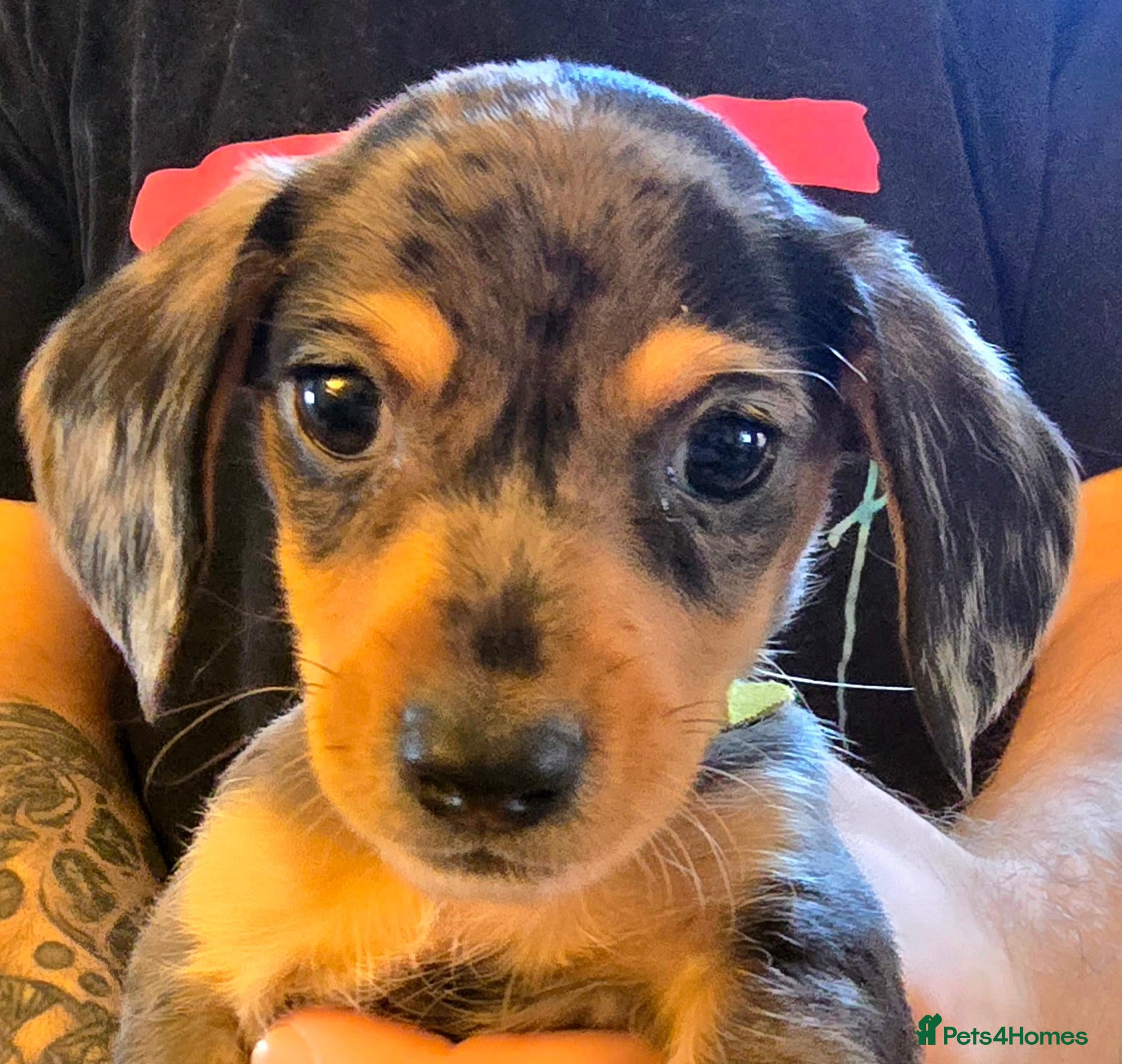 Jackshund dogs Miniature Jackshund 🐶  - Advert 9
