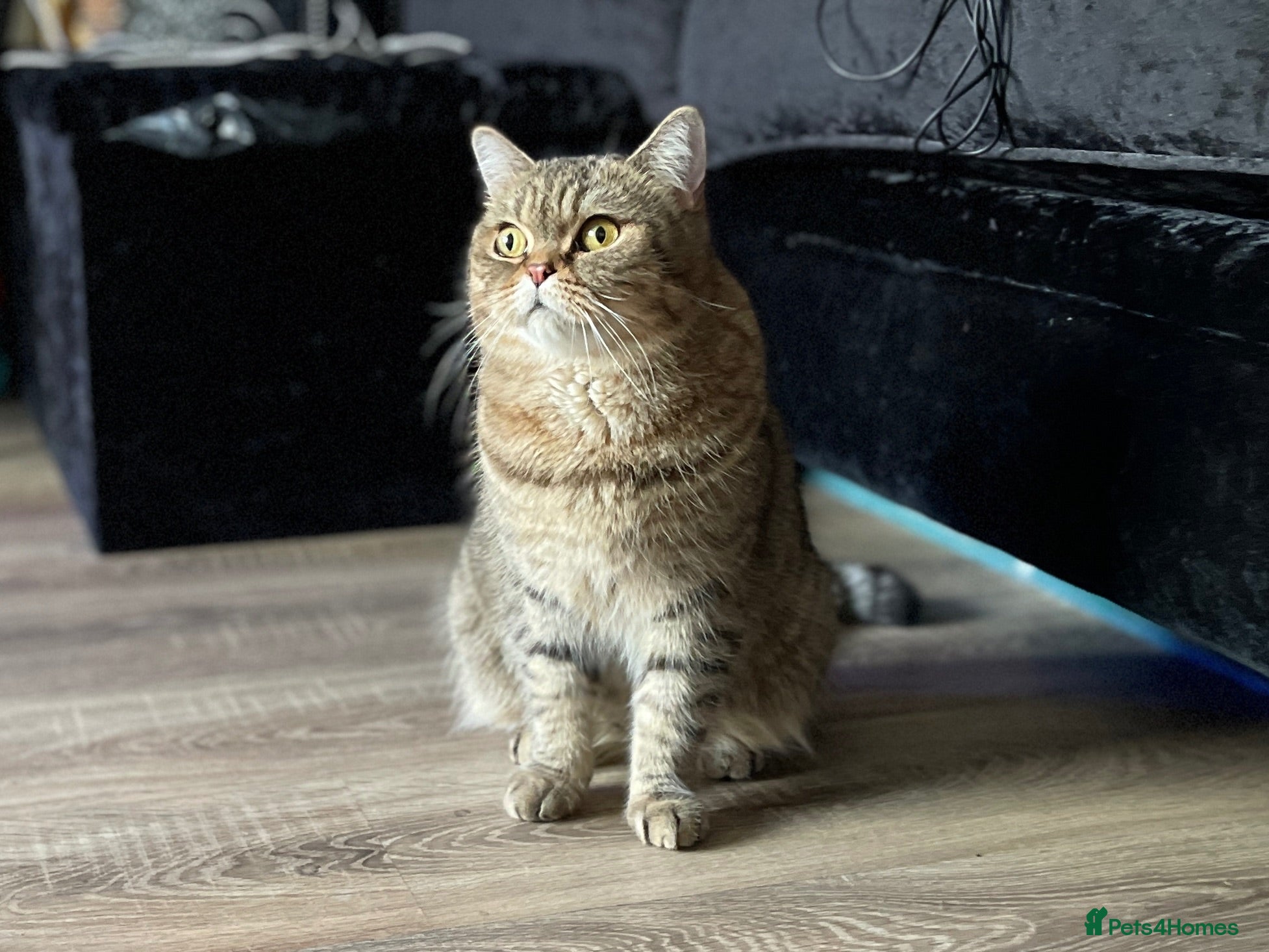 Scottish Fold cats !!! Stunning Scottish fold kittens for sale !!! - Advert 1