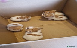 Mixed Breed cats for sale: Super fluffy ginger and white kittens  - Image 3