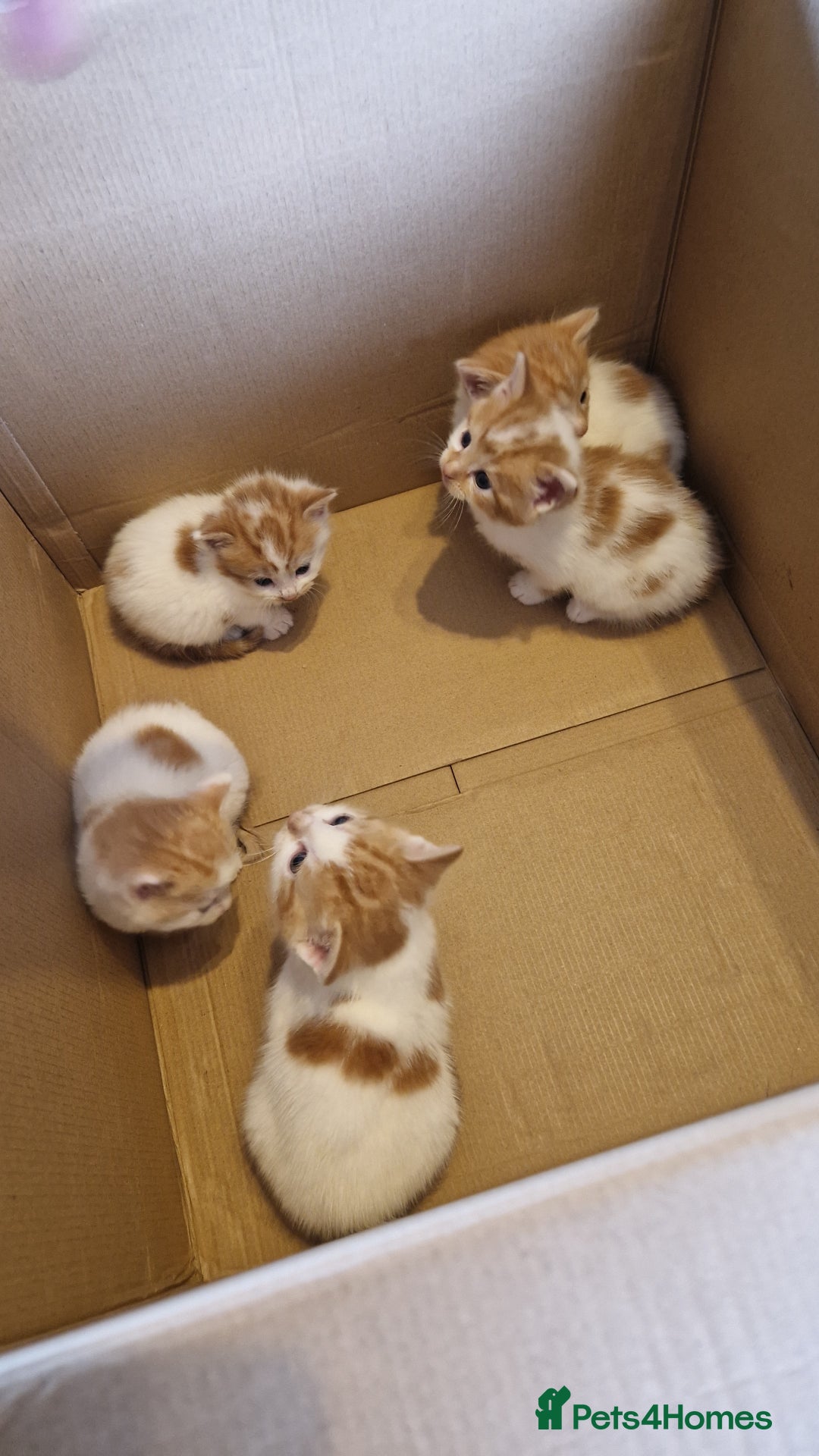Mixed Breed cats for sale: Super fluffy ginger and white kittens  - Image 3