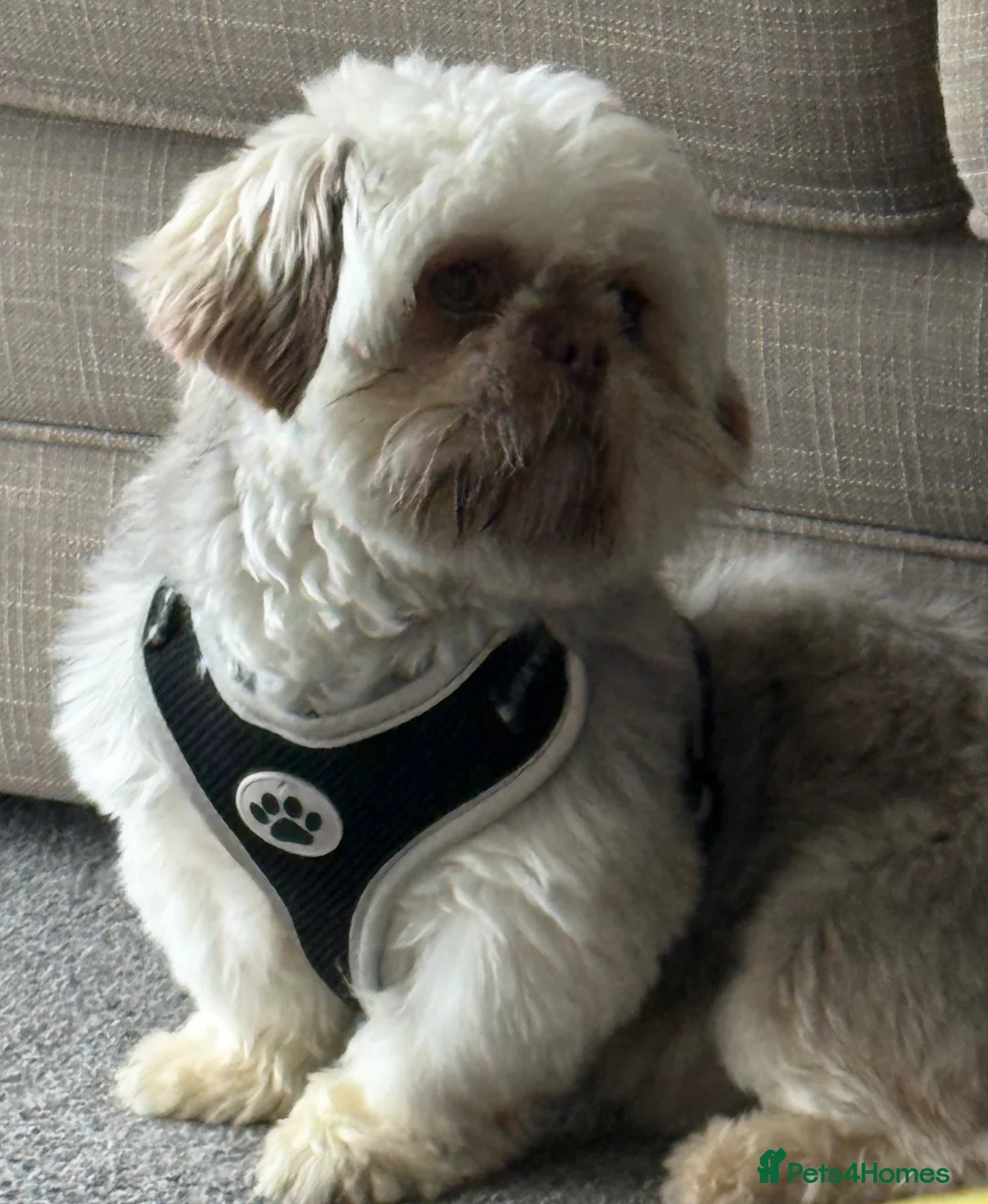 Shih Tzu dogs for sale: Beautiful Sand Beige Cream Shih Tzu Male - Advert 2