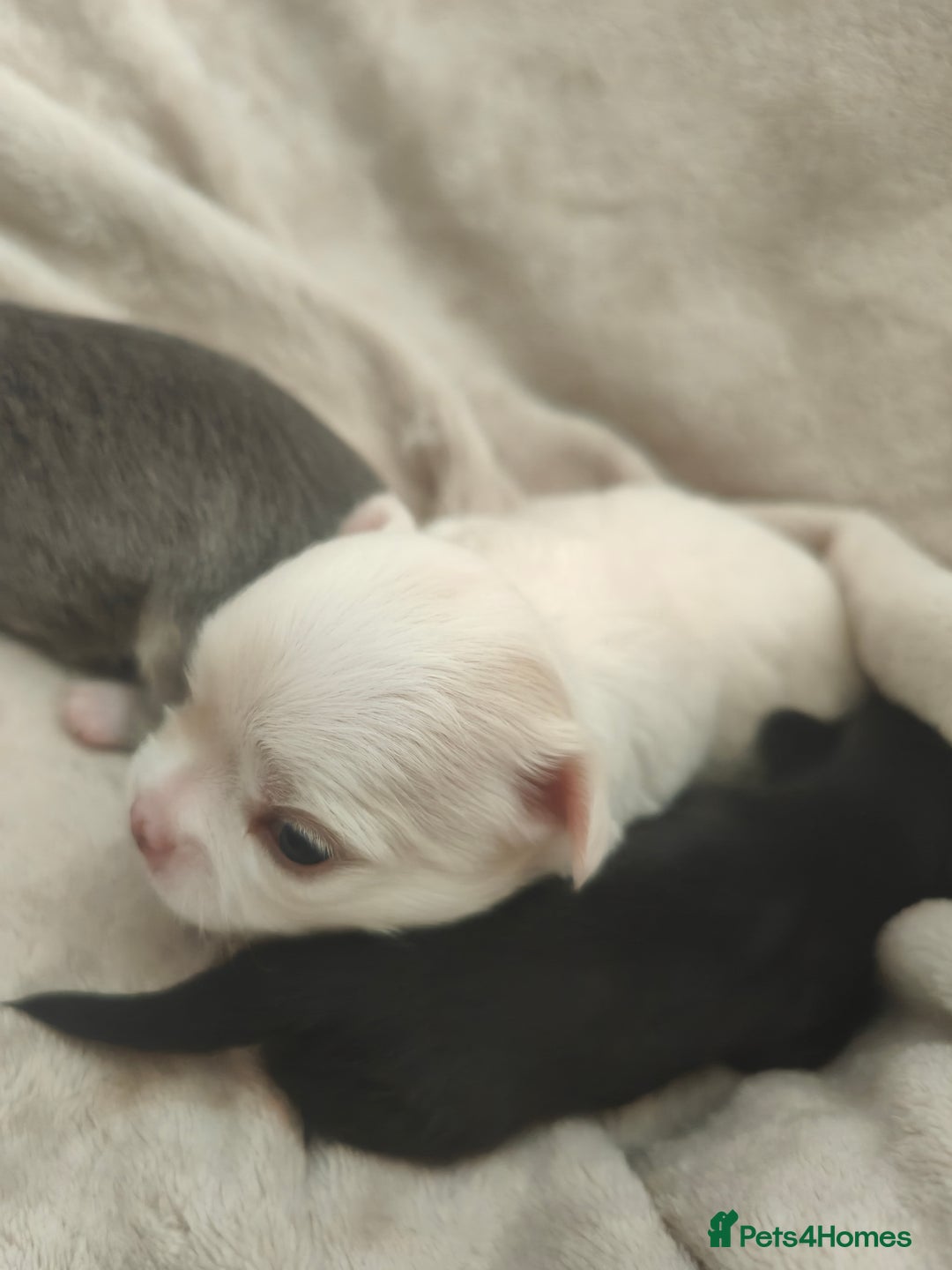 Chihuahua dogs for sale: 🪻 Beautiful Chihuahua Puppies 🪻 - Advert 5
