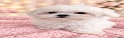 Maltese dogs for sale: Pure Korean Maltese puppies  - Advert 3